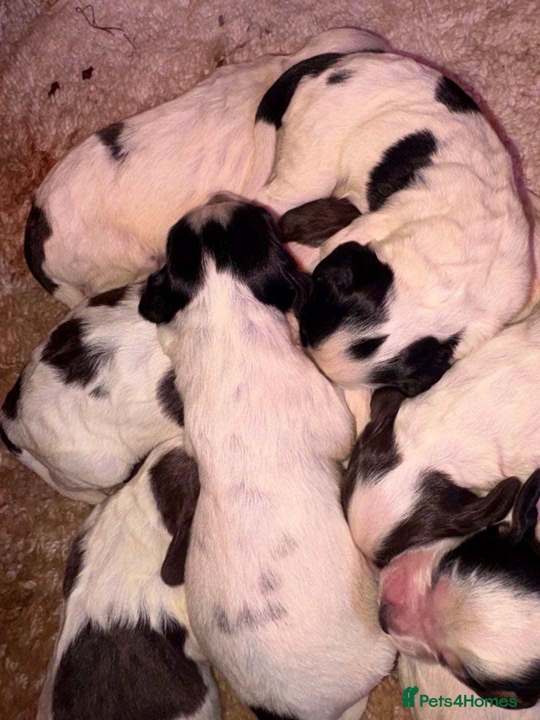 Sprocker dogs for sale: Spaniel puppies for sale - Advert 4