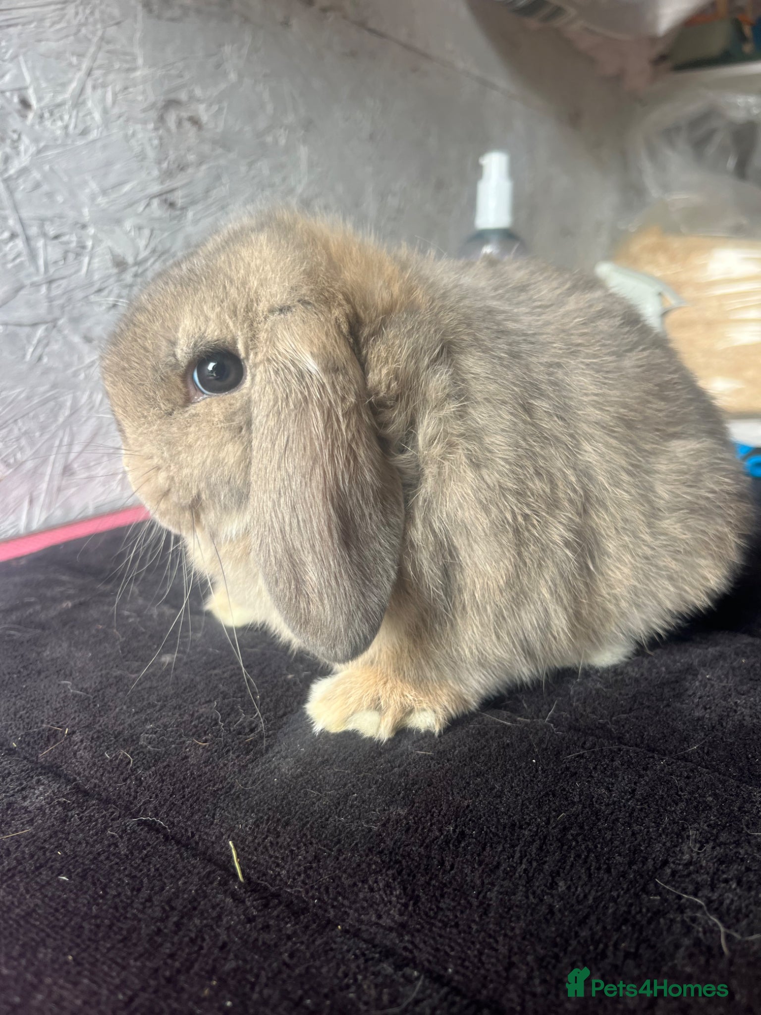 Mini Lop rabbits Pure mini lop  - Advert 1