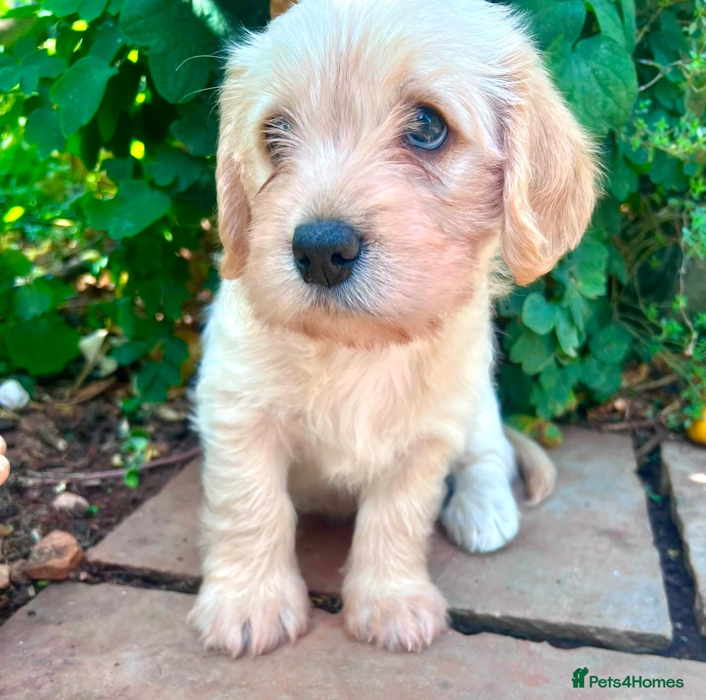Mixed Breed dogs Cavachon - Fox Red Labrador - Rare F1 Cavador - Advert 15