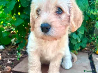Mixed Breed dogs Cavachon - Fox Red Labrador - Rare F1 Cavador - Advert 15
