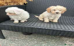 Cavapoo dogs for sale: Cavapoo puppy’s  - Advert 4