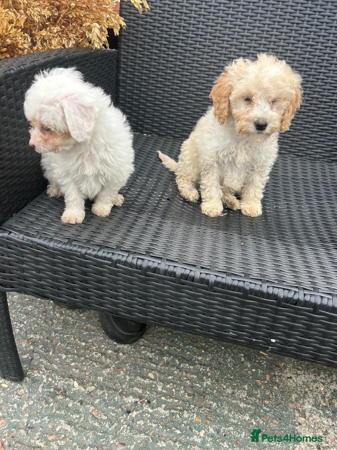 Cavapoo dogs for sale: Cavapoo puppy’s  - Advert 4
