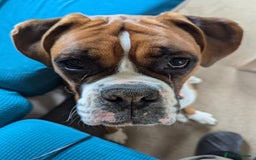 Boxer dogs for sale: Adorable Cooper - Image 3