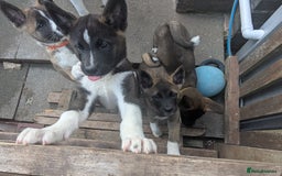 Akita dogs for sale: Akita pups READY NOW!! REDUCED  - Image 21