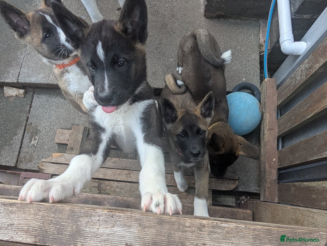 Akita dogs for sale: Akita pups READY NOW!! REDUCED  - Image 21