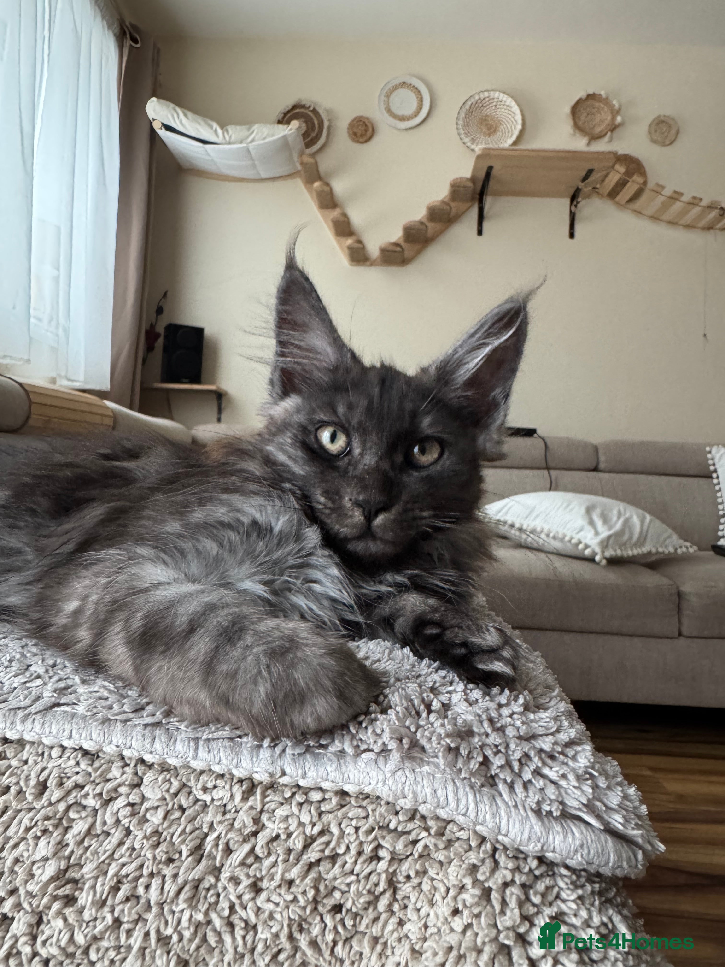 Maine Coon cats Beautiful Maine Coon Kittens  - Advert 2