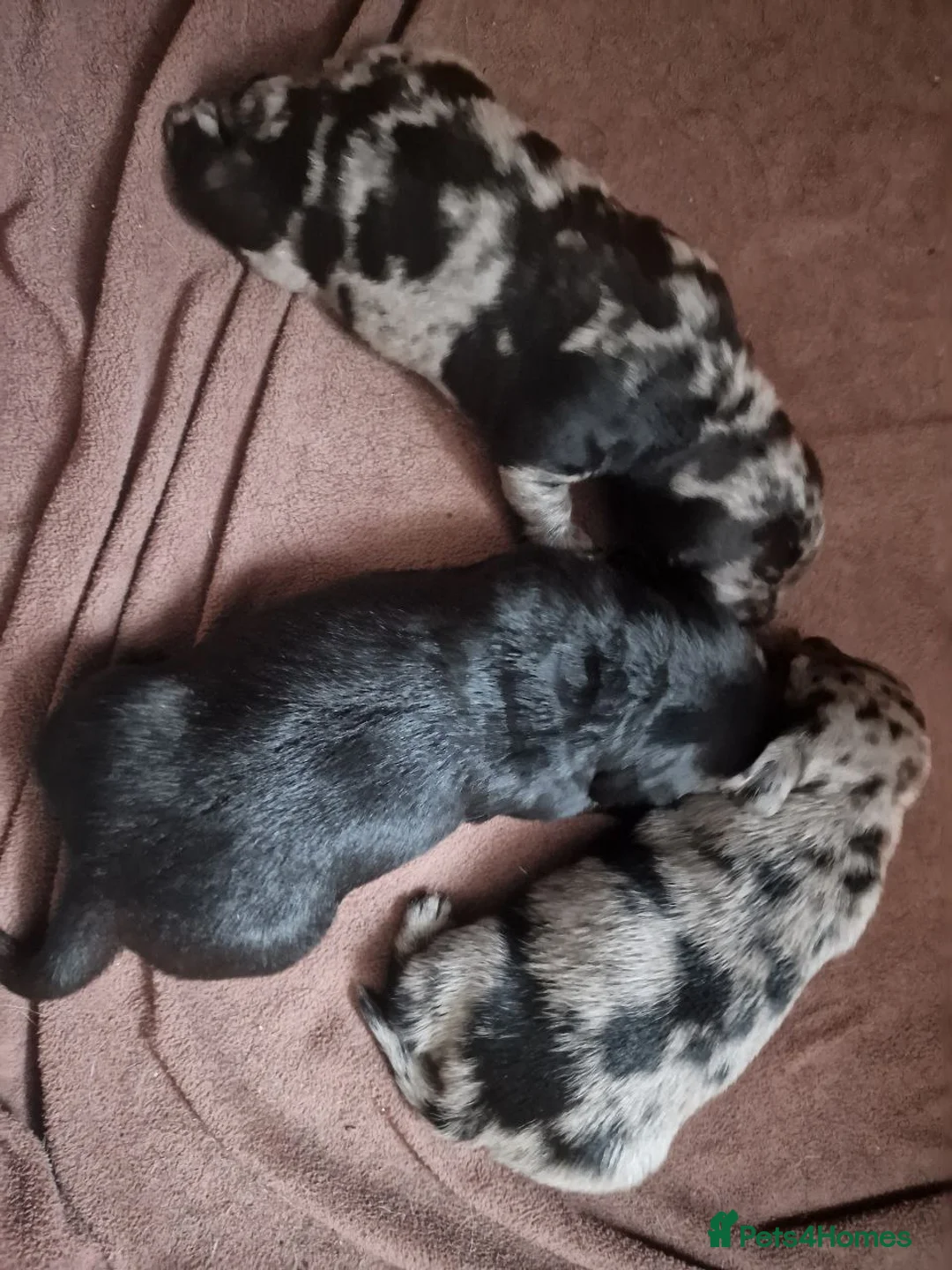 Mixed Breed dogs for sale: Labrador X Miniature Dachund. A happy accident! - Advert 1