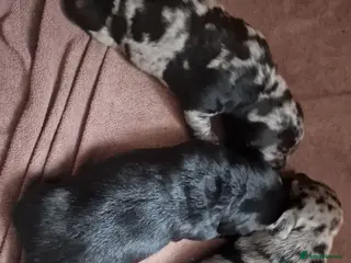 Mixed Breed dogs Labrador X Miniature Dachund. A happy accident! - Advert 6