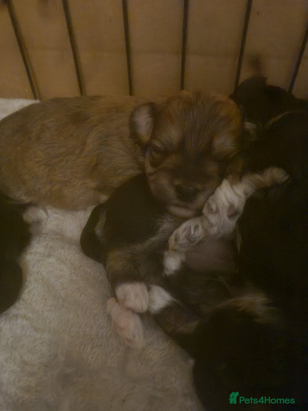 Maltipoo dogs for sale: MALTIPOO 🥰🥰 READY TO LEAVE  - Advert 24