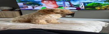 Cockapoo 1