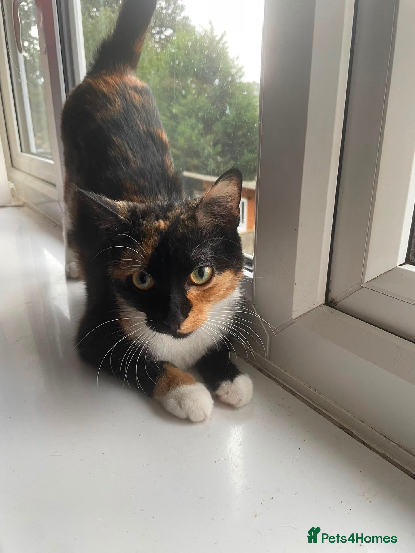 Mixed Breed cats for sale: Overlooked Rescue cats- 3months- 6 years🤎 - Advert 10