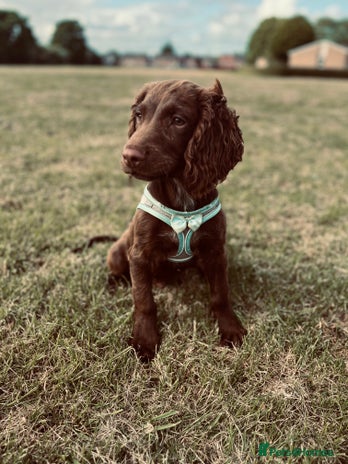 Sprocker dogs - Advert 9