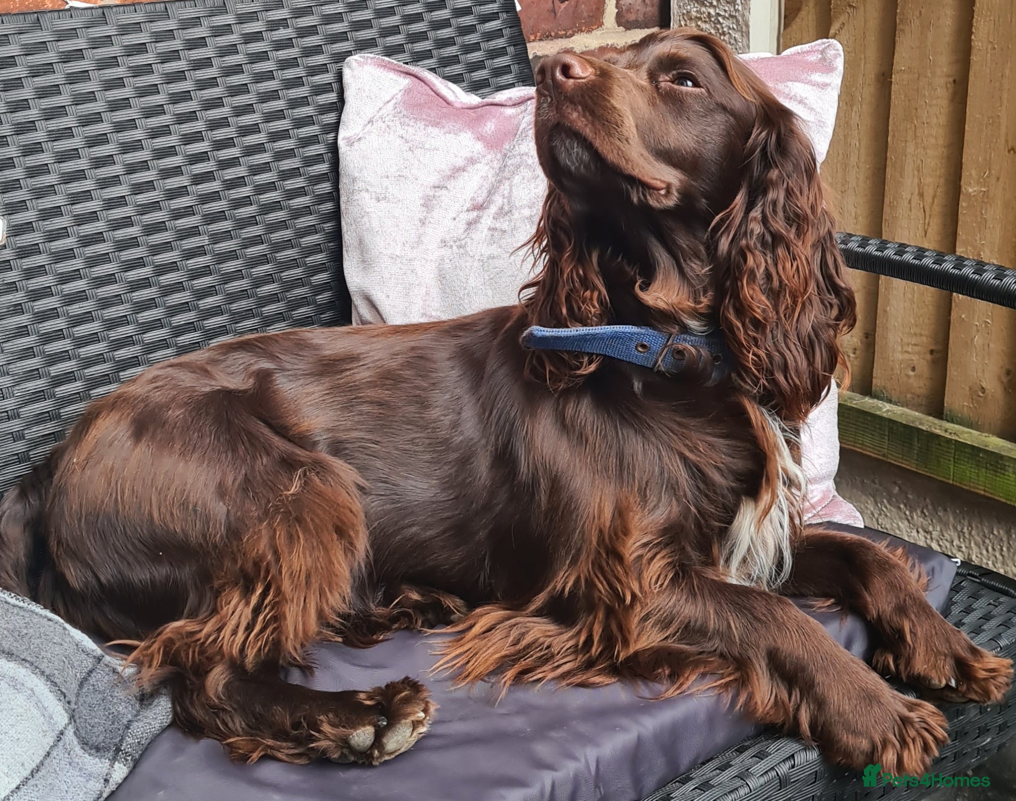 Cocker Spaniel dogs for sale: Cocker spaniel puppies due  - Advert 10
