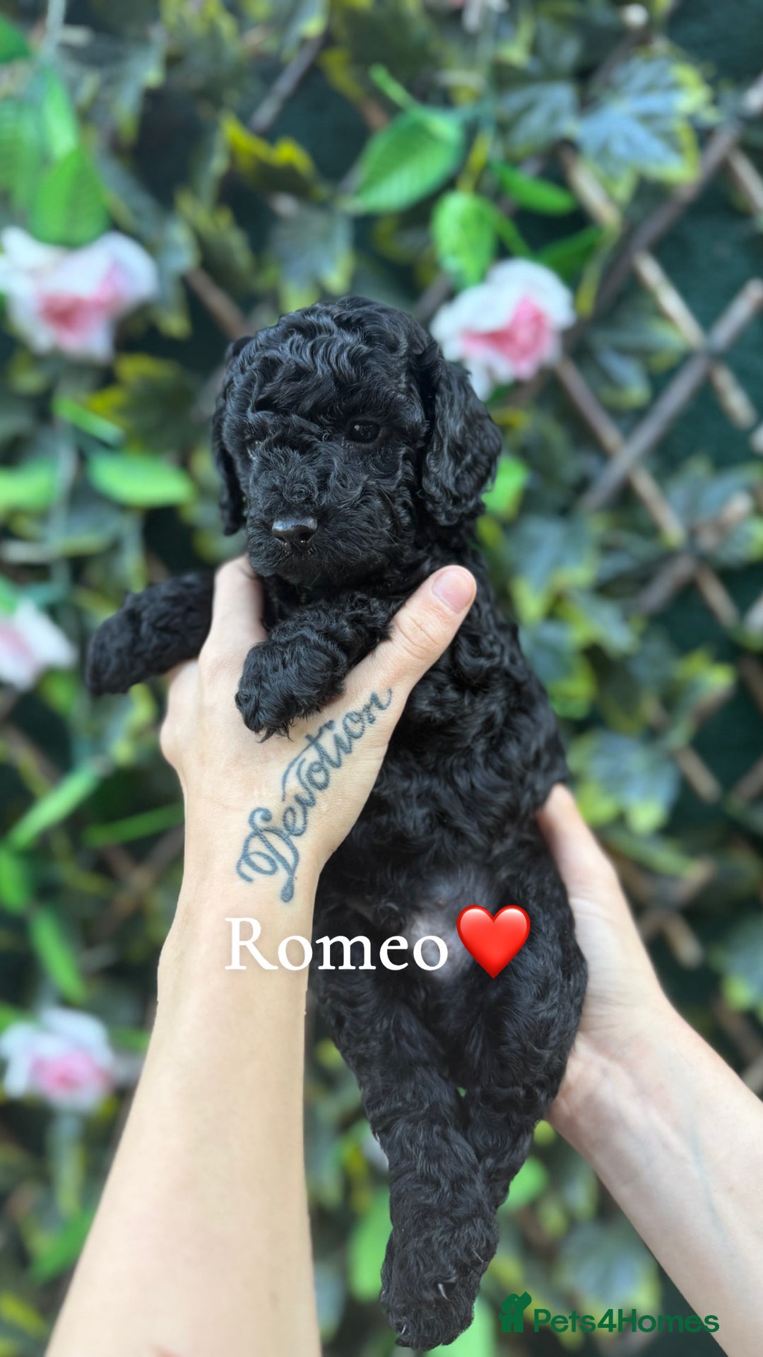 Cockapoo dogs for sale: beautiful F1 cockapoo's in Wembley - Image 4