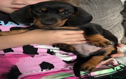 Miniature Dachshund dogs for sale: Mini Dachshund puppys - Image 1