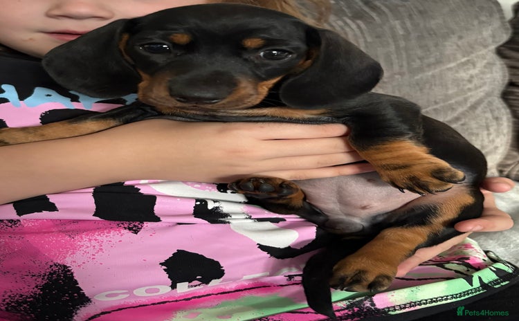 Miniature Dachshund dogs - Advert 10