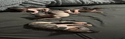 Sphynx cats for sale: Kittens are looking for new homes. - Advert 29
