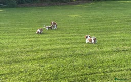 Cavalier King Charles Spaniel dogs for sale: Beautiful Blenheim Cavalier King Charles puppies - Image 20