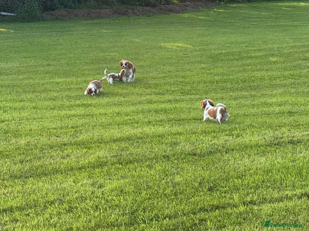 Cavalier King Charles Spaniel dogs for sale: Beautiful Blenheim Cavalier King Charles puppies - Image 20