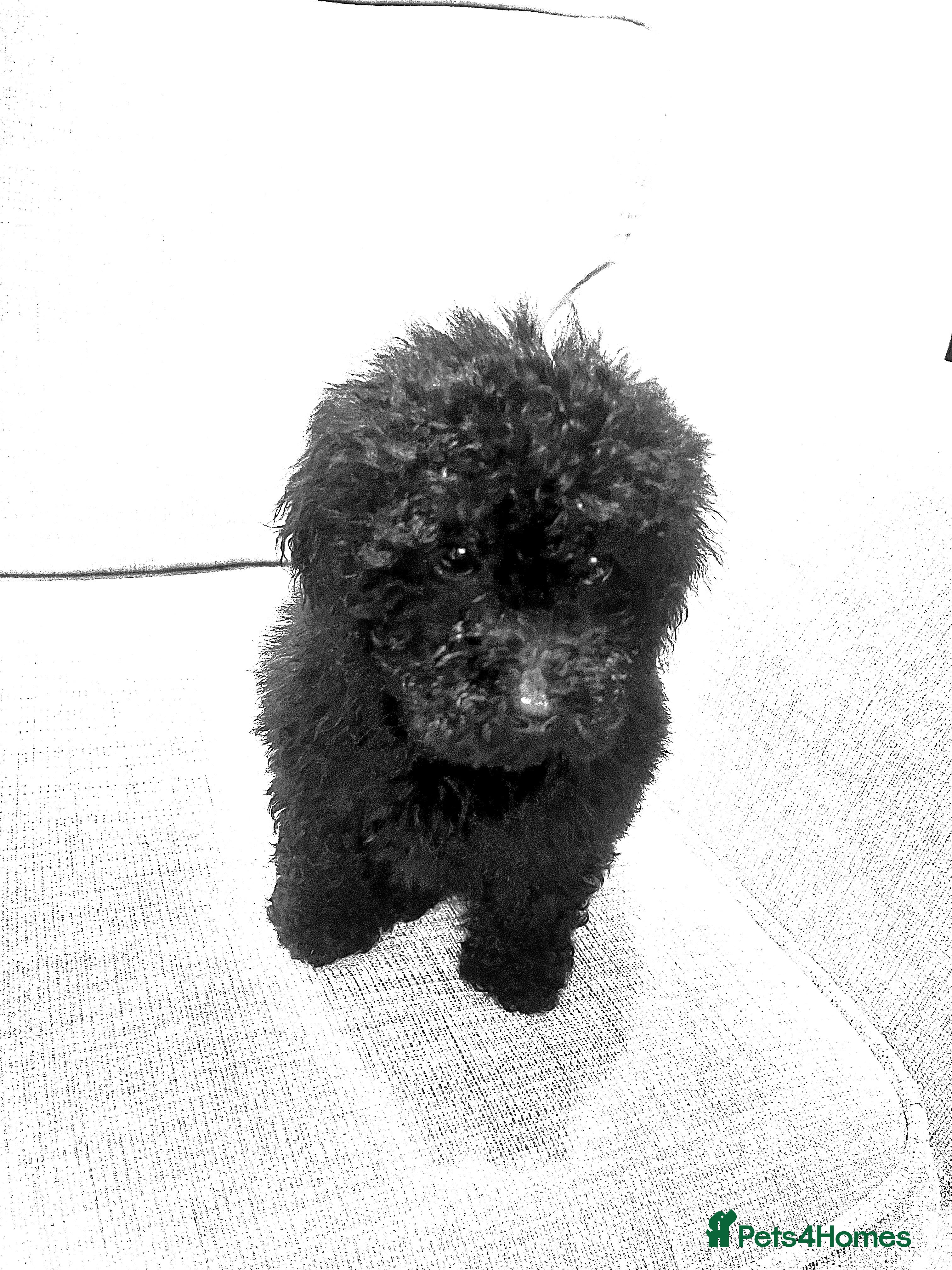 Miniature Poodle dogs Miniature Poodles - Advert 10