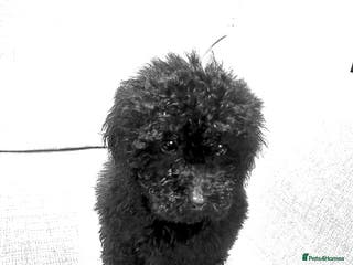 Miniature Poodle dogs Miniature Poodles - Advert 10