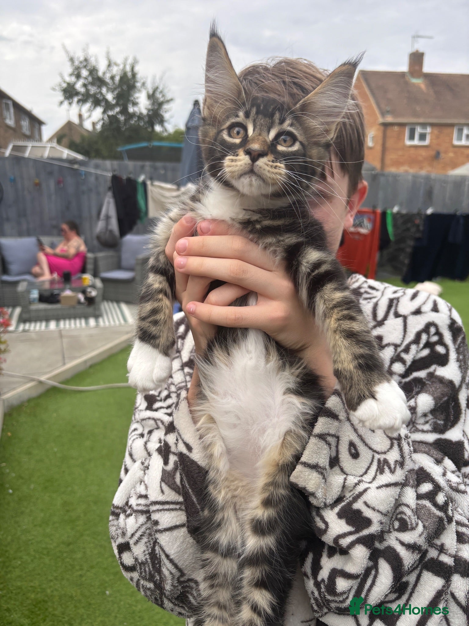 Maine Coon cats 🐾 TICA REG**READY TO LEAVE IN 1 WEEK!  - Advert 16