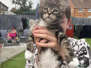 Maine Coon cats 🐾 TICA REG**READY TO LEAVE IN 1 WEEK! - Advert 1