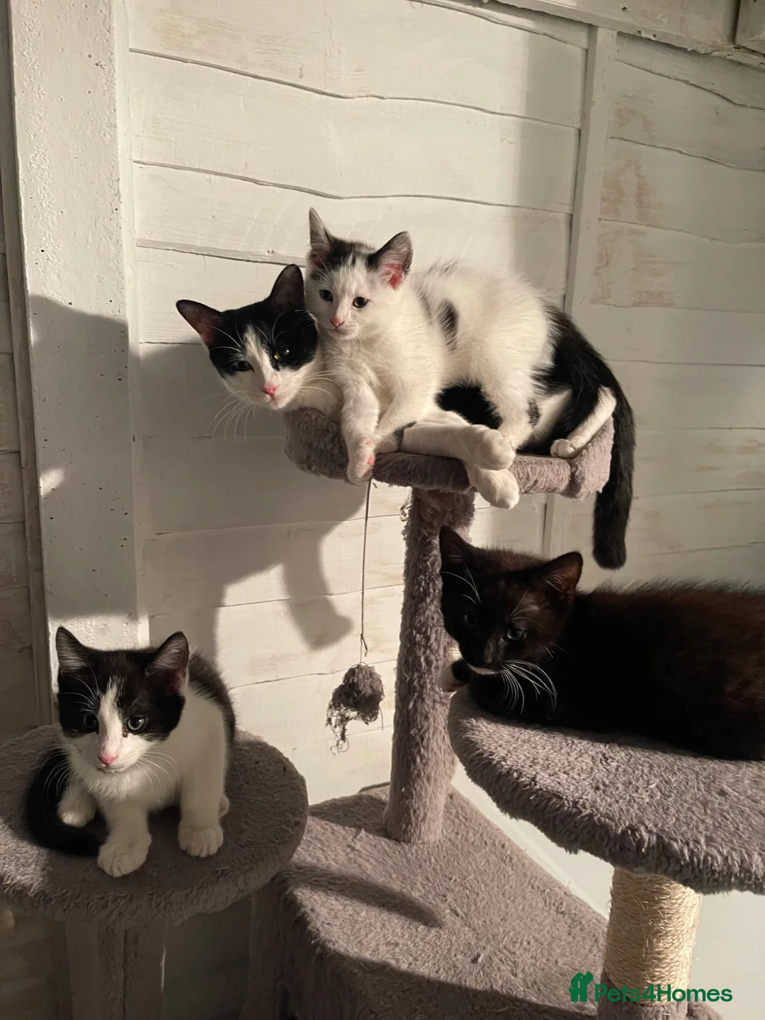 Mixed Breed cats for sale: 3 adorable kitten ready to go  - Advert 8