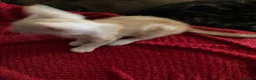 Maine Coon cats for sale: 4 playful Pure breed Maine Coon kittens - Advert 4