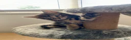 Mixed Breed cats for sale: Beautiful kittens ready now - Advert 9