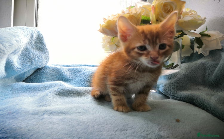 Mixed Breed cats - Advert 6