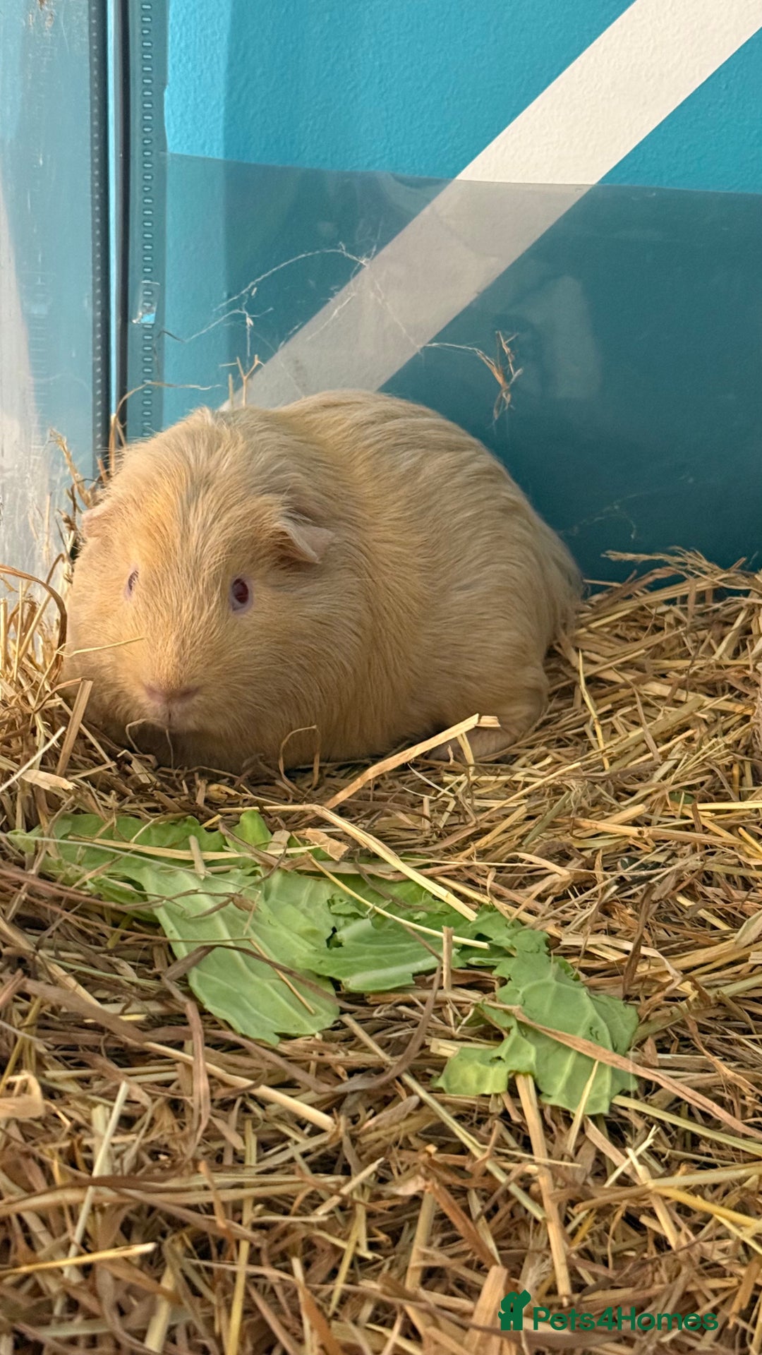 Guinea Pig rodents for sale: Single and Bonded Boars - Image 3