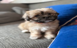 Mixed Breed dogs for sale: Peke’a’tease  - Image 4