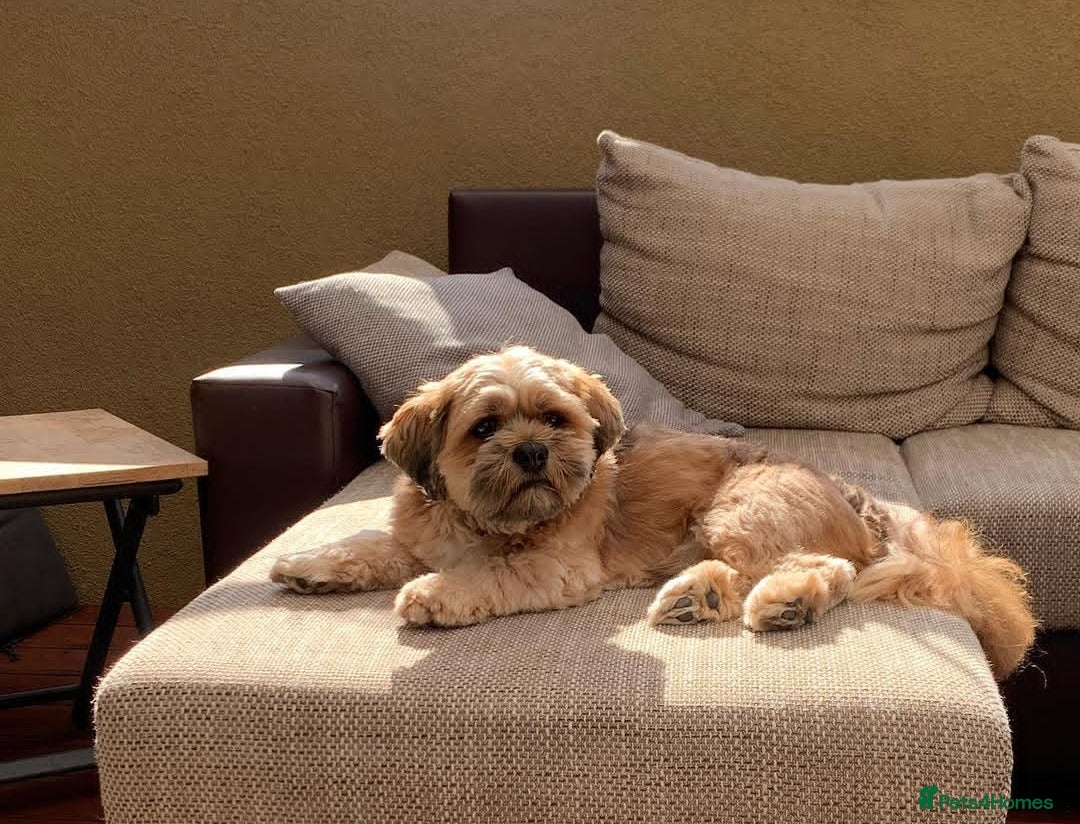 Lhasa Apso dogs Lhasa Apso boy  - Advert 3