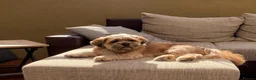 Lhasa Apso dogs for sale: Lhasa Apso boy  - Advert 1