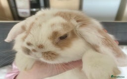 Mini Lop rabbits for sale: S’mores 7 months old mini lop  - Image 5