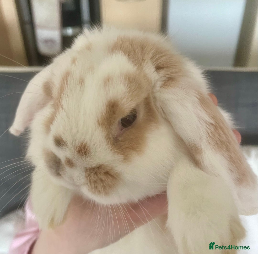 Mini Lop rabbits for sale: S’mores 7 months old mini lop  - Image 5