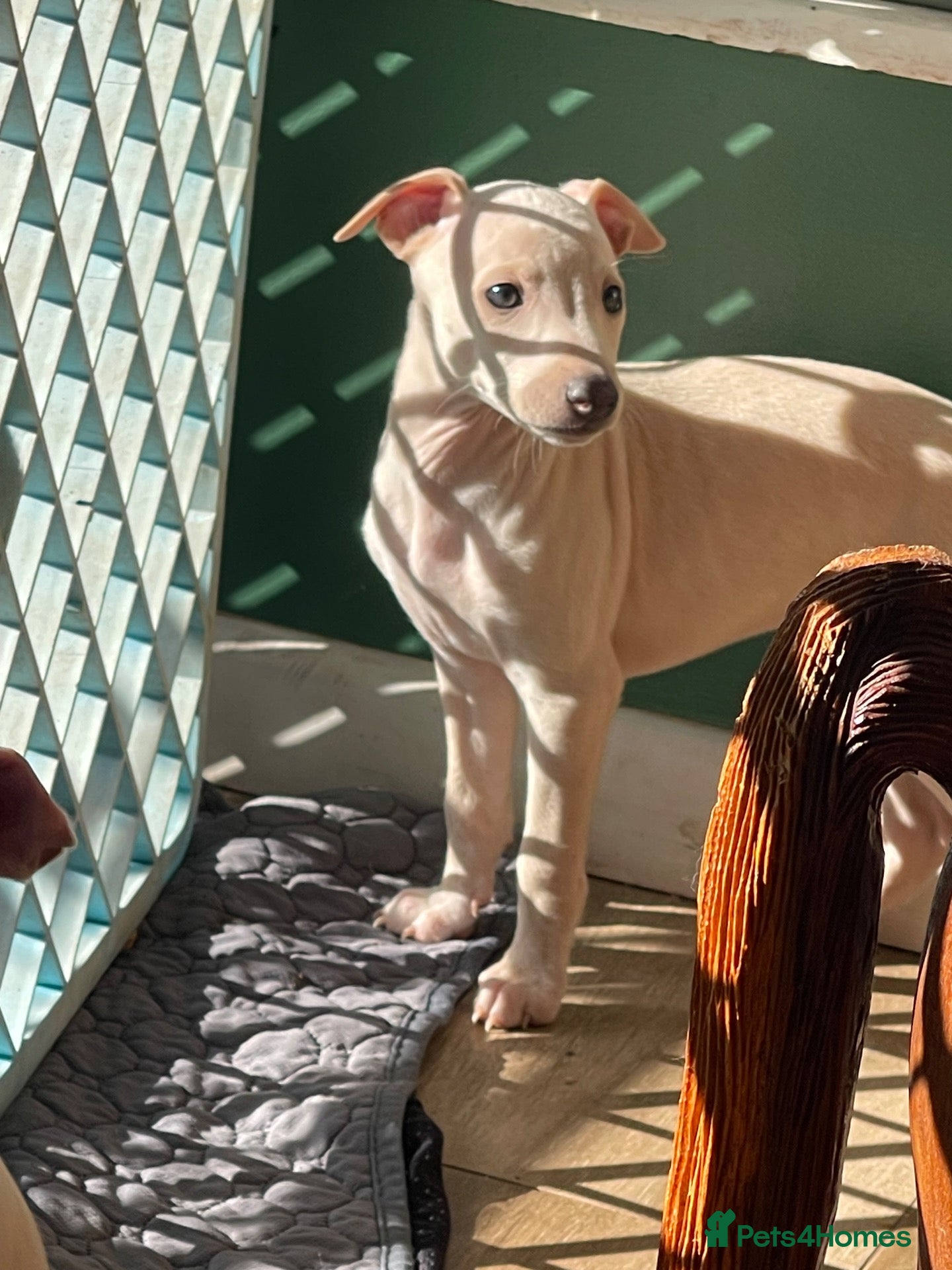 Italian Greyhound dogs 5 wonderful Wiggy’s licensed breeder  - Advert 2