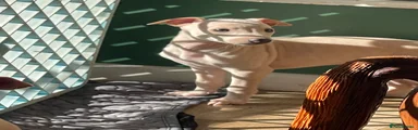 Italian Greyhound 5 cream boy