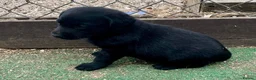 Labrador Retriever dogs for sale: Pedigree Labrador Puppies ready 10th September  - Advert 11