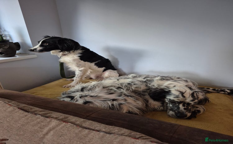 Cocker Spaniel dogs - Advert 35