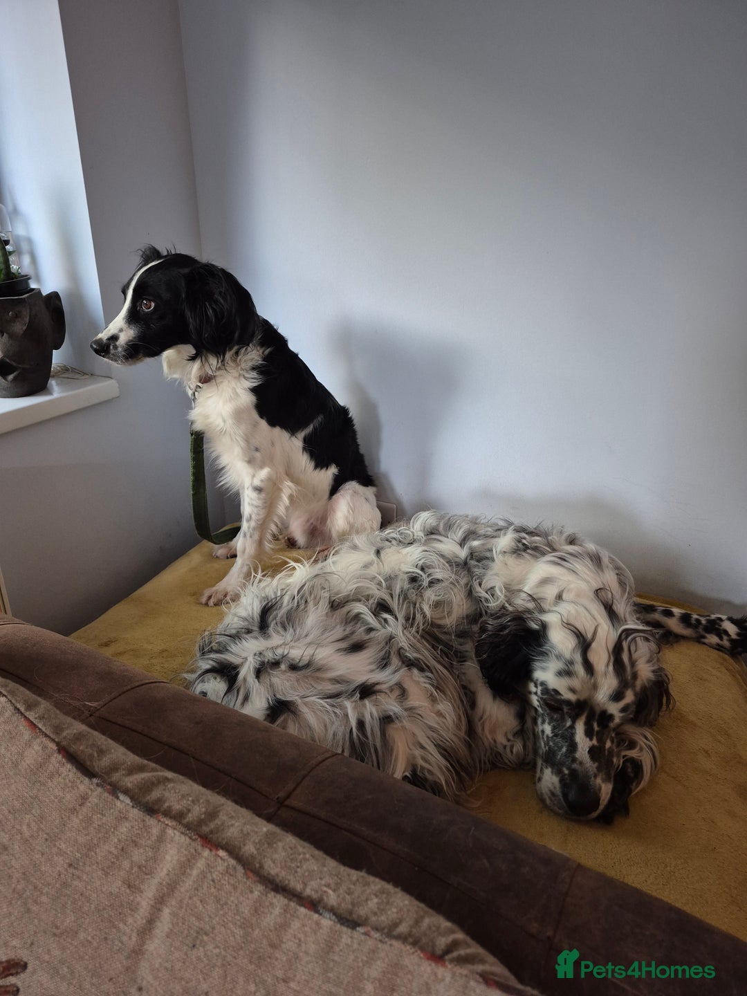 Cocker Spaniel Dogs for adoption Pets4Homes