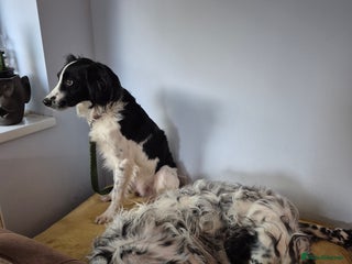 Cocker Spaniel dogs - Advert 27