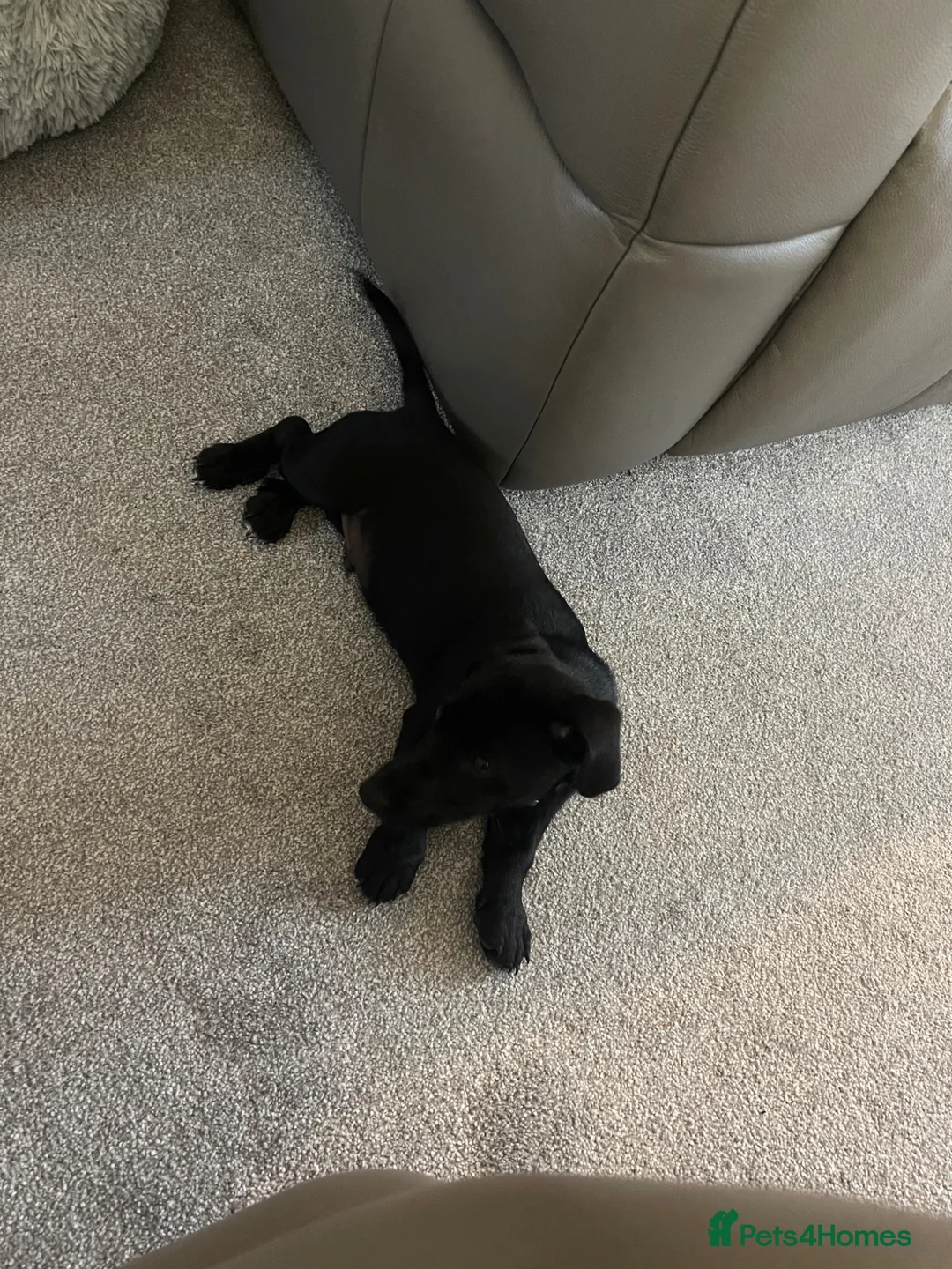 Jack Russell dogs for sale: Reggie - 4 month old puppy MALE - Advert 2