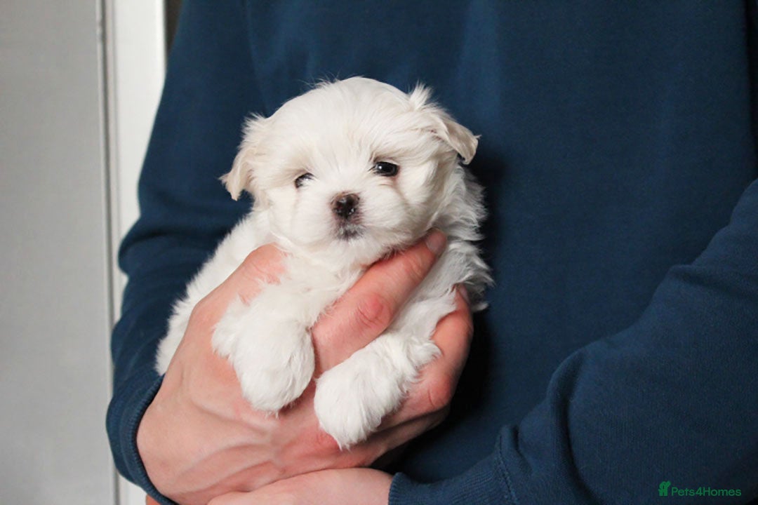 Maltese dogs for sale: Gorgeous Tiny Maltese Puppies - Advert 5