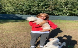 Bichon Frise dogs for adoption: OSCAR - an oldish but lovely boy for a Loving Home - Image 4