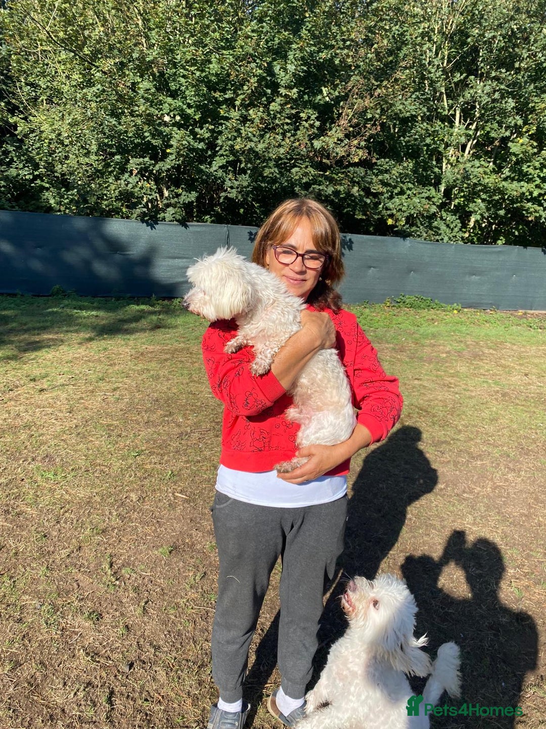 Bichon Frise dogs for adoption: OSCAR - an oldish but lovely boy for a Loving Home - Image 4