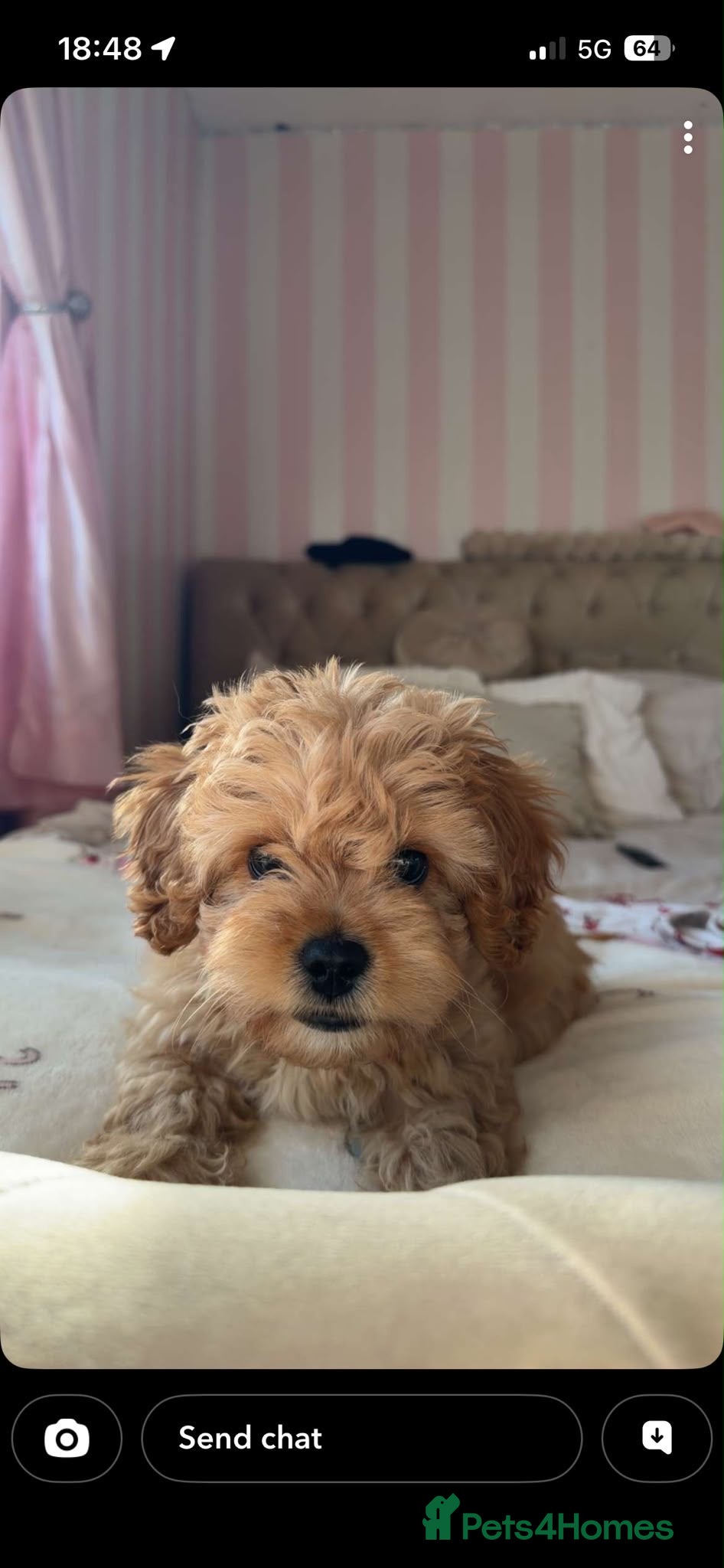 Mixed Breed dogs Cavapoochan Puppy For Sale - Advert 1