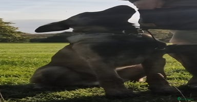 Belgian Shepherd Dog dogs - Advert 2