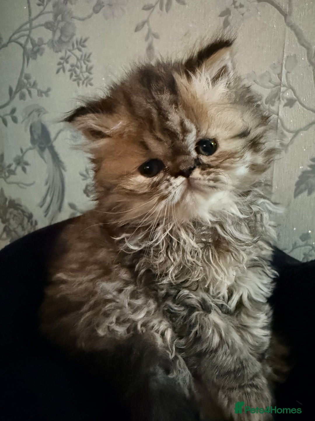 Persian cats for sale: Stunning GCCF reg Persians – Born Halloween 2025  - Advert 23